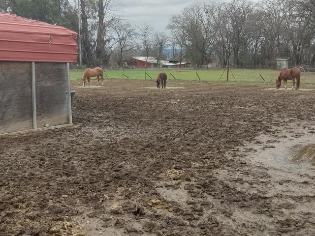 Room to Board 2 🐎 🐴 🐎Horses
